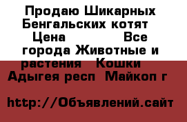 Продаю Шикарных Бенгальских котят › Цена ­ 17 000 - Все города Животные и растения » Кошки   . Адыгея респ.,Майкоп г.
